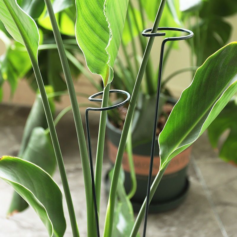 1/10 stücke Garten Unterstützu – Florist Supp Bewertung und Preis