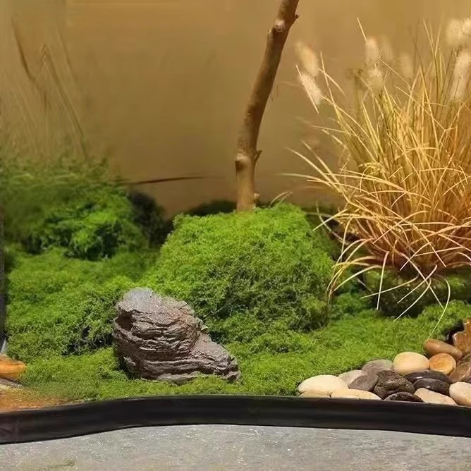 200g Ewiges Leben Moos DIY Bas – Preserved Moss Sheet Bewertung und Preis