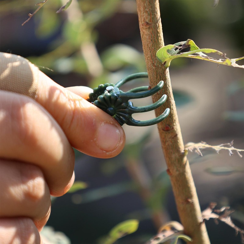 Großhandel Mini-Pflanzenstützc – Florist Supp Bewertung und Preis