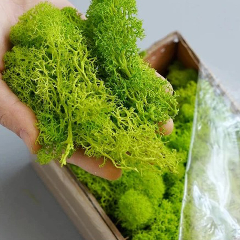 100/200/500g Ewiges Moos DIY B – Preserved Moss Sheet Bewertung und Preis