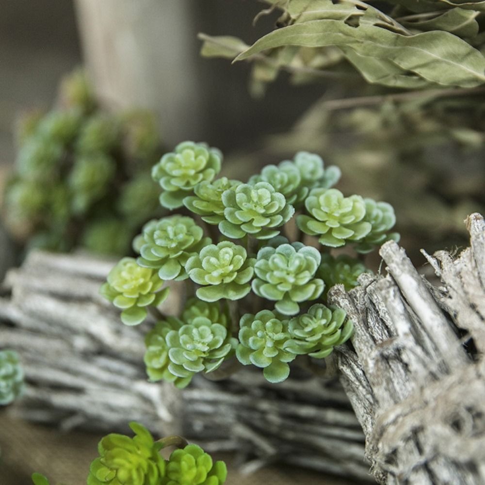 24-köpfe Mini-künstliche Kaktu – Preserved Moss Sheet Bewertung und Preis